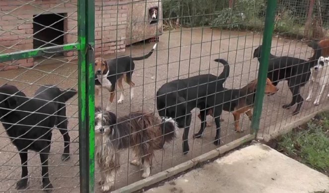 BRAVO KOMŠIJE, grad Banjaluka pokrenula akciju "Udomi ljubav"! Do sada devet pasa udomljeno, INTERESOVANJE I DALJE TRAJE!