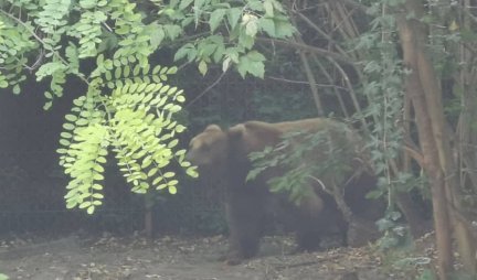 Praćenje medveda na Tari otkrilo NEVEROVATNU STVAR KOJU NEKI OD NJIH RADE