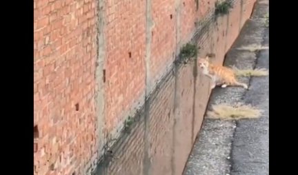 ŠOKANTAN SKOK! Mačka je gledala u zid, a onda je uradila nešto što je ZAPREPASTILO SVE - ljudi gledaju i ne veruju (VIDEO)