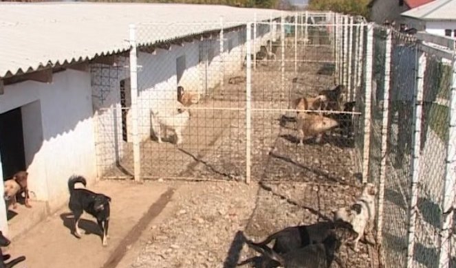PRIJAVA PROTIV VLASNIKA POBESNELOG PIT BULA! Pas koji je izazvao smrt Leskovčanina sklonjen u azil