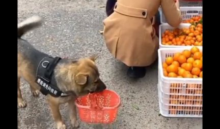 ŠOK NA PIJACI! Žena je kupovala mandarine, a onda stigao PAS sa korpom u ustima  - ono što je uradio ODUŠEVILO JE SVE (VIDEO)