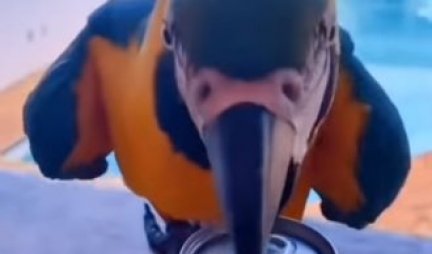 SAVRŠEN POMOĆNIK! Ovaj papagaj je doleteo samo da bi vlasniku OTVORIO LIMENKU - neodoljiv je! (VIDEO)