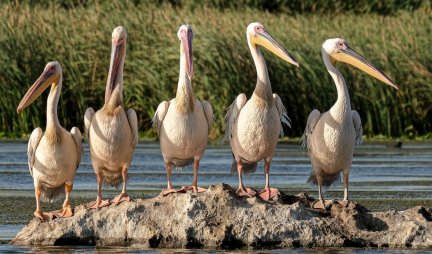 PTIČJI GRIP U CRNOJ GORI, uginuli pelikani kod Skadarskog jezera!