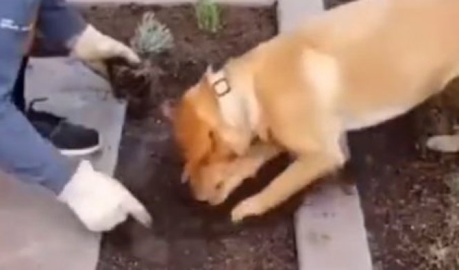 DA LI JE ON NAJBOLJI POMOĆNIK IKADA? Oduševiće vas kako ovaj pas "sadi" cveće! (VIDEO)