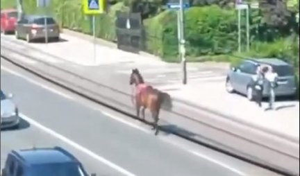 ŠOK SCENA U BEOGRADU! Odbegli konj napravio HAOS U SAOBRAĆAJU! Svi u čudu posmatrali kako juri po jednoj od najprometnijih ulica (VIDEO)