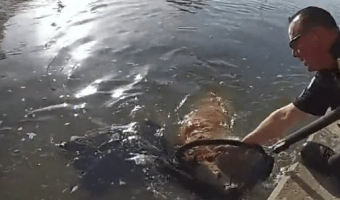 SPASAVANJE ZA OSKARA! Pas se davio u vodi zbog vrućine, a onda su policajci uradili DOBRO DELO (VIDEO)