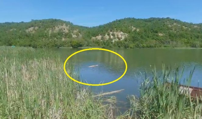 SENZACIJA, SNIMLJEN DIVOVSKI ALBINO TOLSTOLOBIK! Pecaroš ga otkrio u Grliškom jezeru, deceniju se krio pod vodom (VIDEO)