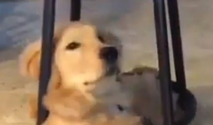 PRAVI JE HUDINI! Nećete verovati GDE se smestio ovaj pas - njemu krevetić i ne treba! (VIDEO)