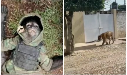 NAKON OKRŠAJA SA NARKO KARTELIMA, POLICIJA U ŠOKU! Tigar od 200 kg patrolira ulicom, majmun u panciru stradao pored vlasnika... (FOTO/VIDEO)