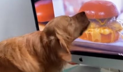 JOJ, OČI GLADNE! Pogledajte želju ovog psa da pojede burger - OLIZAO je ceo televizor i NE ODUSTAJE! (VIDEO)