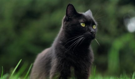 DANAS JE DAN CRNIH MAČAKA! U Škotskoj kažu ako vam crna mačka uđe u kuću, sigurno stižu PARE