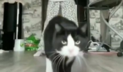 A MISLILI STE DA SAMO PSI IZVODE TRIKOVE! Oduševiće vas kad vidite ŠTA ova mačka ume da uradi! (VIDEO)