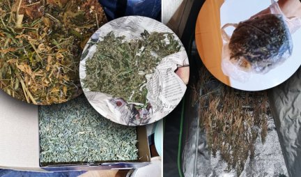 OTKRIVENA LABORATOTIJA U BARIČU! Pronađeno oko kilogram marihuane