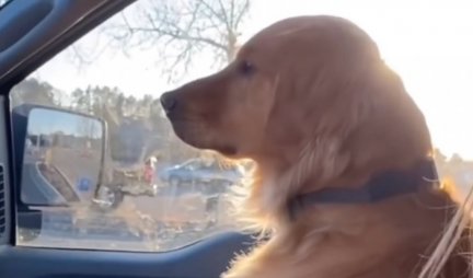 NEĆE IM OPROSTITI! Ljubomora ovog psa je toliko očigledna da će vas nasmejati do suza! (VIDEO)