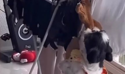 UPORAN MALIŠA! Pas je pokušavao da skine igračku koja se sušila, a onda je naravno napravio belaj! (VIDEO)