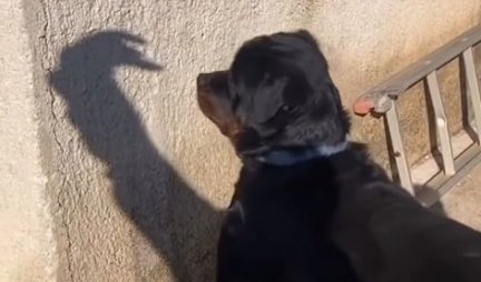 PA OVO JE SJAJNO, NASMEJAĆE VAS DO SUZA! Pogledajte kako pas izbegava "šamare" od senke! (VIDEO)