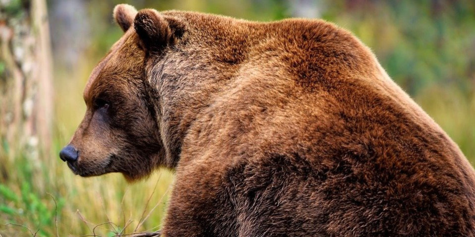 (ŠOK VIDEO) Medved divlja u Slovačkoj! Ženu ubio, a povredio još pet osoba uključujući i desetogodišnju devojčicu!