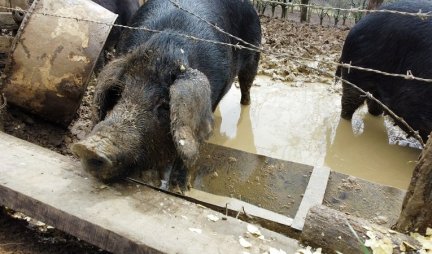 Divlja afrička kuga svinja: Ovo su nova žarišta, sprovodiće se eutanazija