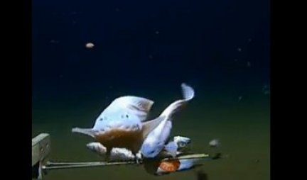 ČUDO NEVIĐENO! Snimljena riba da pliva na najvećoj dubini (VIDEO)