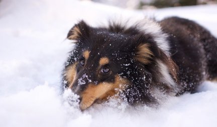 SMEH DO SUZA! Urnebesan hod psa na snegu nasmejao milione (VIDEO)