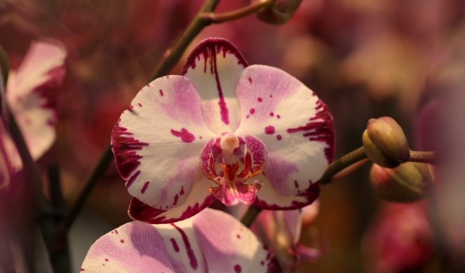OTKRIVENA NOVA VRSTA ORHIDEJE! Ružičasti i beli cvetovi liče na STAKLO (FOTO)