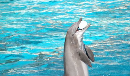Lome rebra, grizu ruke! Četiri plivača danas povređeno u napadima delfina na plaži