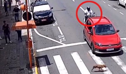 KAKO GA NIJE VIDEO? Kola se zaustavila da propuste psa, a onda se motor zakucao u njih - vozač sleteo na šoferšajbnu! (VIDEO)
