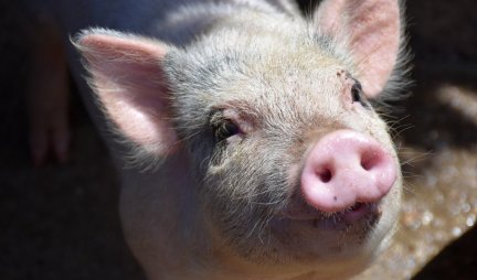 KRALJICA FITNESA! Patuljasta svinja ne odvaja se od pilates lopte - smeh do suza! (VIDEO)