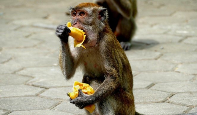 Naučnici uspešno klonirali majmuna! Svi znaju šta sada sledi... Imamo li pravo da izigravamo Boga?!