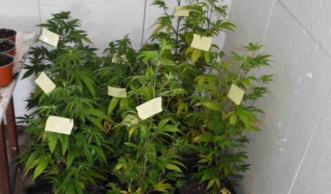AKCIJA KRIMINALISTIČKE POLICIJE U SOMBORU: U porodičnoj kući pronađen zasad marihuane