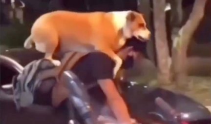 NE MOGU DA VERUJEM! Žena ostala zatečena onim što vidi - zar jedan pas može ovo da uradi? (VIDEO)