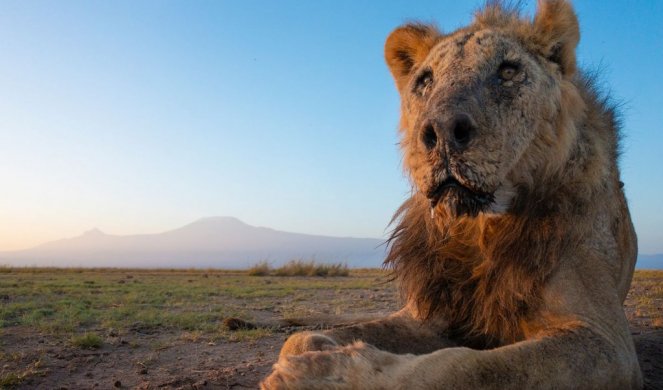 U KENIJI UBIJEN NAJSTARIJI LAV NA SVETU! Iz udruženja "Čuvari lavova" saopštavaju: Moramo više da učinimo, suočeni su sa izumiranjem