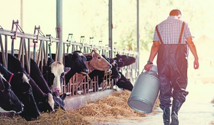 Ministarstvo poljoprivrede: Od danas prijave za pomoć oko otkupa mleka