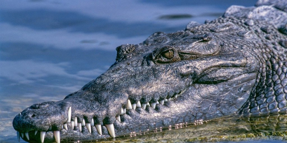 UZNEMIRUJUĆE! Tragedija kakvu svet ne pamti: Krokodil ubio fudbalera (VIDEO)