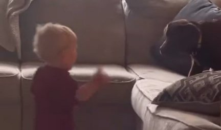 OVO JE TAKO OPASNO! Ljudi zgroženi - beba NASRNULA na štene, a on joj SKOČIO NA GLAVU (VIDEO)