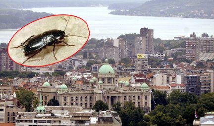JEZIVA SLIKA IZ CENTRA BEOGRADA! Nakon najezde komaraca, pacova i gmizavaca... stiže još jedna štetočina! (VIDEO)