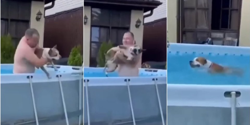 Pusti me, čoveče! Pas koji uporno pokušava da ostane u bazenu će vas nasmejati do suza (VIDEO)