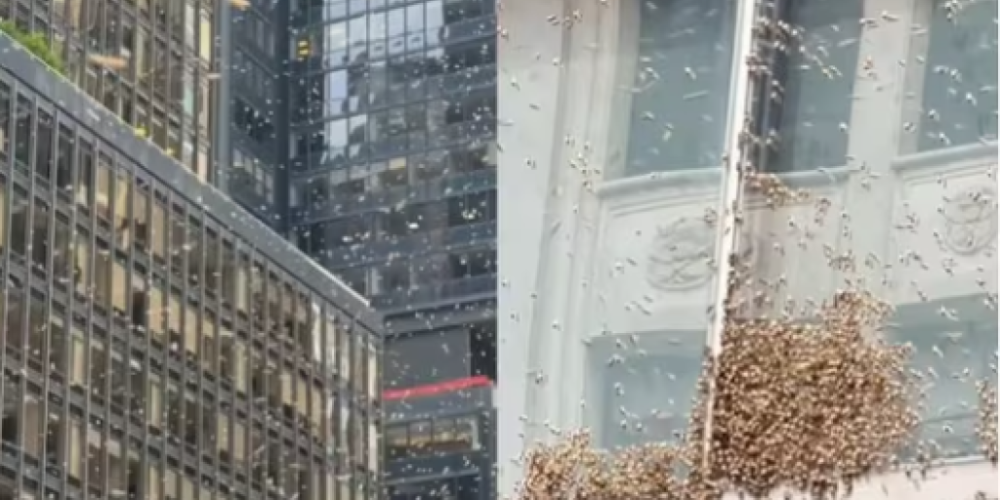 Pčelokalipsa! Ceo Njujork je zujao dok je roj pčela okupirao Tajms skver (VIDEO)
