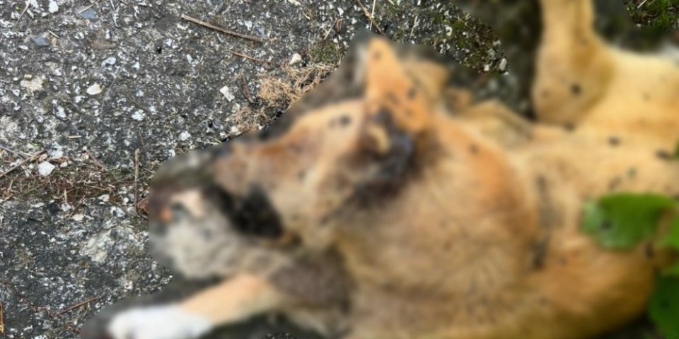 Horor u Vranju: Devojčicu na času fizičkog, psi izujedali po čitavom telu