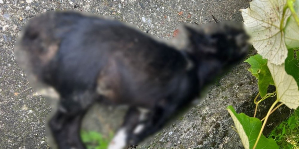 Jeziv prizor u Prijepolju: Irfan pronašao svoja dva psa mrtva u lišću (FOTO)