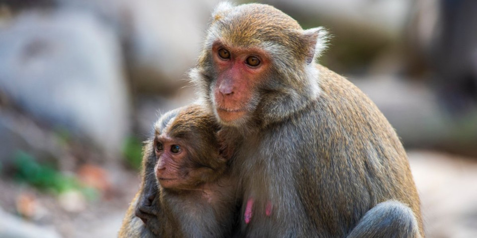 Šok nad šokovima! U laboratoriji stvoren majmun sa zelenim očima i svetlećim prstićima (FOTO)
