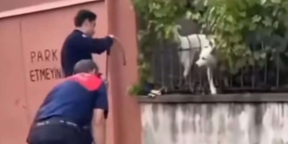 Gluma za Oskara! Pozvali vatrogasce da izbave zaglavljenog psa, pa doživeli nesvakidašnju scenu (VIDEO)