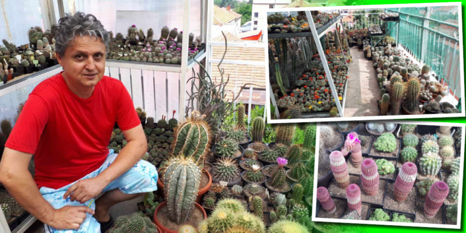 Neobičan hobi jednog Nišlije! Za tri decenije prikupio 1.500 vrsta kaktusa (FOTO)