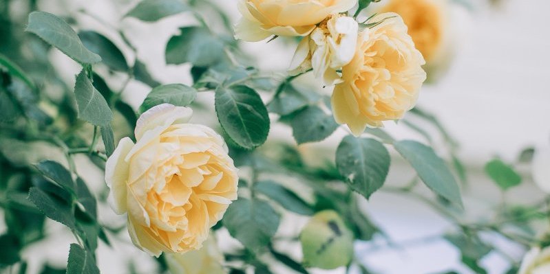Veruje se da donose nesreću i raskid! 5 vrsta cveća koja ne treba poklanjati na Dan zaljubljenih