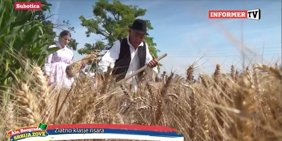 (ViDEO) Šta ris i žito imaju zajedničko? Na severu Srbije to svi znaju