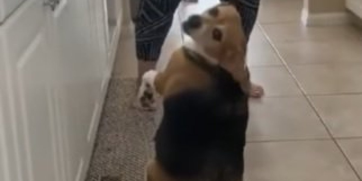 Oduševiće vas kako ovaj pas đuska! Skroz je "skinuo" plesne pokrete svoje vlasnice (VIDEO)