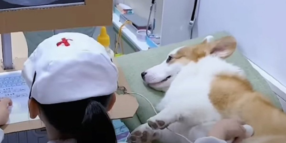 Bezuslovna ljubav i poverenje! Devojčica psu popravlja zube, operiše ga i neguje, a on joj sve dozvoljava - bez pogovora (VIDEO)