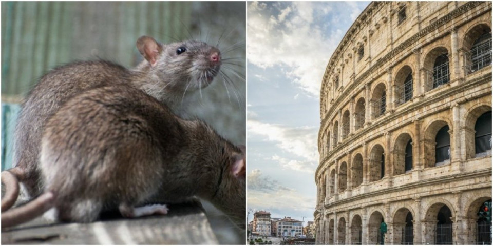 Horor u večnom gradu, najezda glodara na Koloseum: Gradski oci u Rimu muku muče da izađu na kraj sa pacovima!