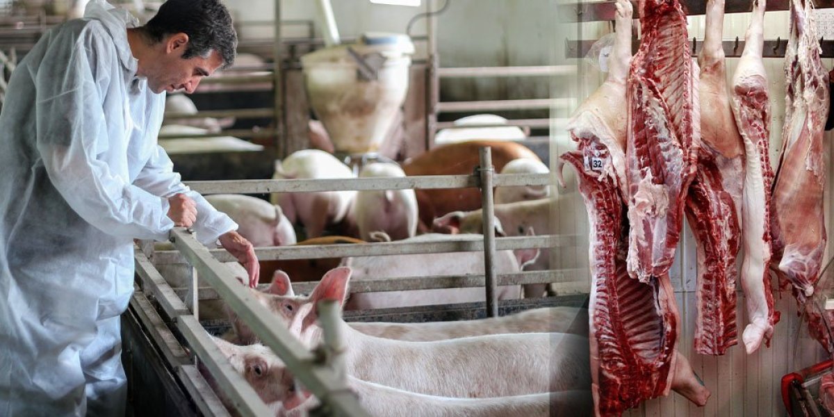 Afrička kuga podiže cene svinjetine, ali i drugih vrsta mesa: Nećete verovati koliko već košta kilogram svinjskog buta