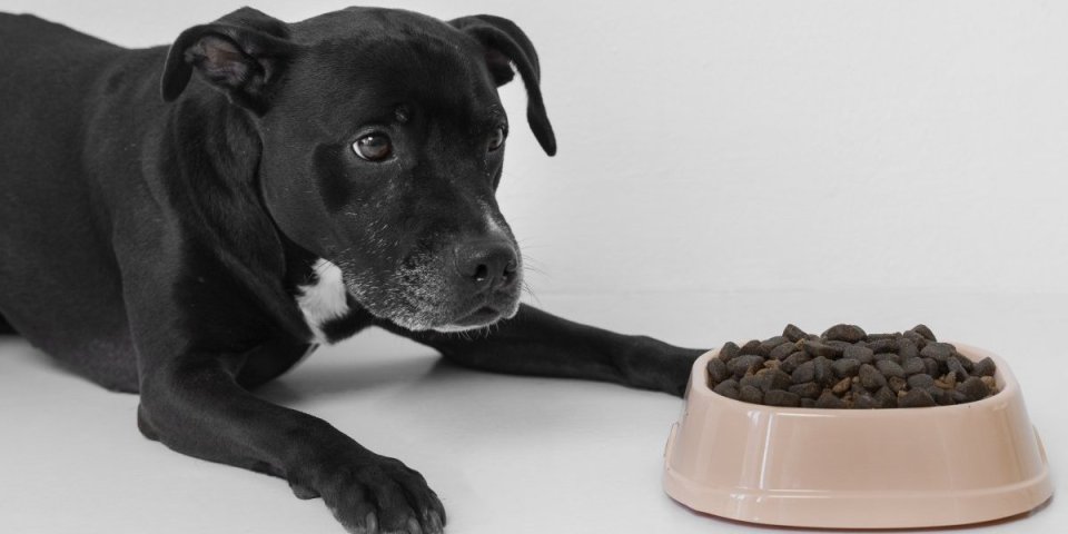 Nije naivno! 10 razloga zašto vaš pas odbija hranu